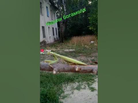 Богамол - YouTube