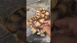Kura-Kura Dengan Tempurung Unik Bisa Diangkat! 🐢✨