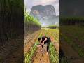 Beautiful landscape sugarcane garden and cutting with eating so sweet #2026 #viral #shorts #life