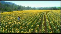 Giấc mộng sau rèm ( Dreams Link OST)