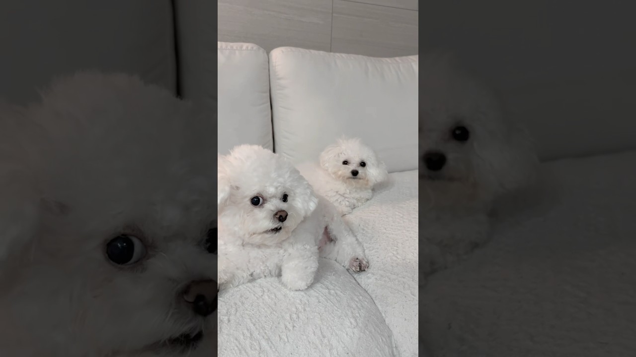 비숑을 함부로 만지면 안되는 이유