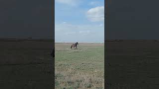 #horse #моялошадь #animals #лошадки #relax #продажалошадей #wildlife #конноеранчо