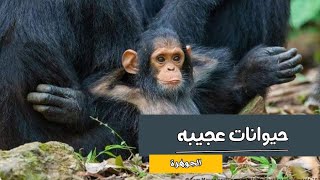 تصرفاتهم غريبه|أذكي الحيوانات في العالم | حيوانات عجيبه