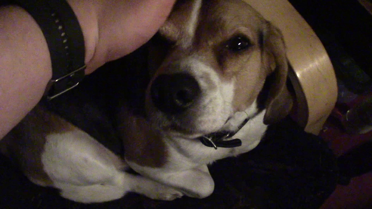 11.11.2016 - Aamuinen Jesperivideo