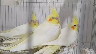 خوابیدن عروس هلندیخواب شبانه عروس هلندیطوطی تاج دار