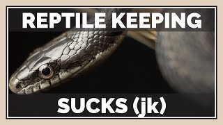 reptile keeping