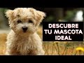 ¿Cuál es tu mascota ideal? | Test Divertidos