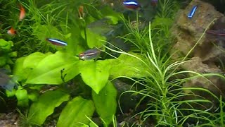 #Aquarium. Эхинодорус горизонтальный и др.