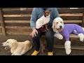 大型犬と冬キャンプ Winter camping with large dogs