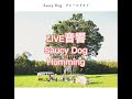 LIVE音響 Saucy Dog Humming