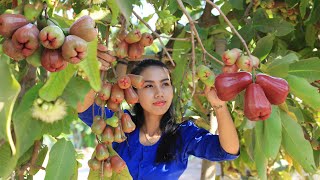 Cooking Rose apple fruit soup with sea food in my homeland - Polin Lifestyle Cooking Rose apple fruit soup with sea food in my homeland - Polin Lifestyle