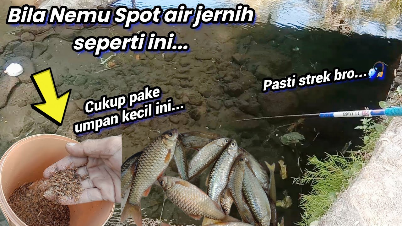 Rahasia Memikat Wader di Air Jernih: Panduan Lengkap Umpan dan Teknik Menaklukkan Si Lincah
