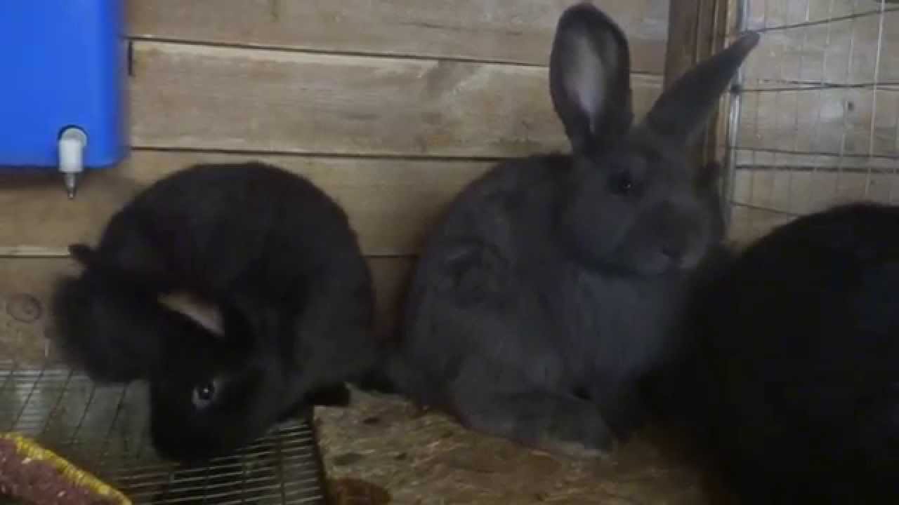 La cate luni se separa iepuri unii de altii/ferma de iepuri/cresterea iepurilor