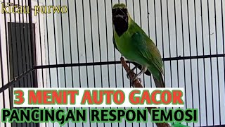 1 MENIT ON! Pancingan Cucak Ijo Biar Emosi Jamtrok | Cucak Ijo Gacor Ngentrok Jambul Nembak Kasar