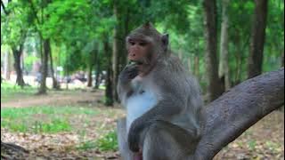 after Mama Jane Gone Joanna Follow Jazzy During Walking To Get Fruits Nov26,2025/Vs.5k769.Ambers