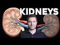 How do the kidneys work renal physiology and filtration explained for beginners  corporis