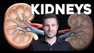 How do the Kidneys work? Renal Physiology and Filtration Explained for Beginners | Corporis by Corporis 64,476 views 2 years ago 11 minutes, 1 second