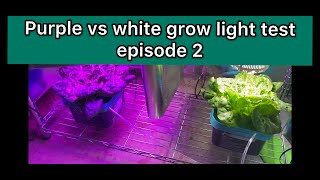 Best Grow Light Test 2: white VS Purple