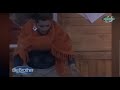 Пипирудо Чакай щъ спасяъ