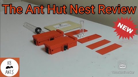 The Ant Hut Nest Review