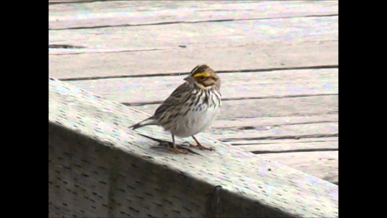 Passerculus sandwichensis