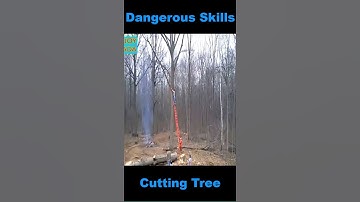 Dangerous Skill Cutting Big Tree | #shorts