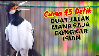 KICAU Jalak Suren Full isian Mewah Auto bongkar isian Jalak suren segala kondisi  dengan pancingan