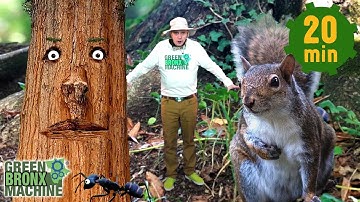 Into the Woods | Sam Squirrel and General Sequoia | Let