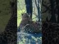 #bannerghattabiologicalpark -wild Safari in Bangalore #wildanimals..