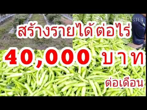 ปลูกพริก 1 ไร่ 40,000 บาท ต่อเดือน