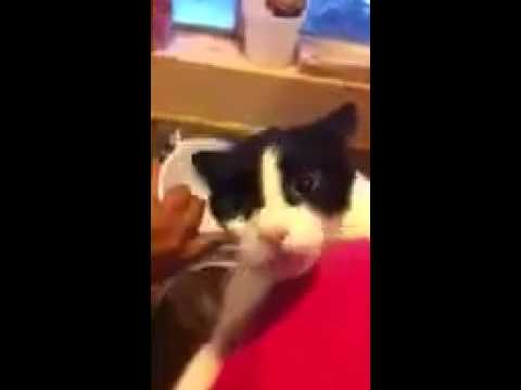 Dog Screams When Getting Nails Cut Dog Screams When Getting Nails Cut
