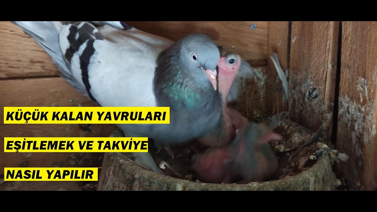EŞİT BÜYÜMEYEN YAVRU GÜVERCİNLERİ NASIL BESLERİZ VE NASIL EŞİTLERİZ, TAKVİYE