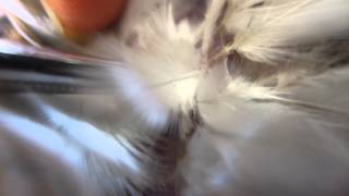 Пухопероеды у голубя: диагностика и лечение / Pigeon louse treatment