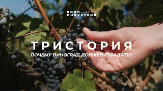 Почему виноград должен страдать? Тур на винодельню Тристория, Краснодарский край