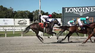 Vidéo de la course PMU PRIX COMPINCHE (2016)