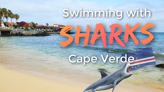 I Went Swimming With Sharks In Cape Verde and Survived  Shark Bay Sal