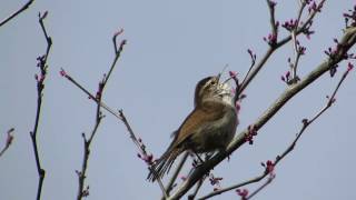 Bewick's Wren song