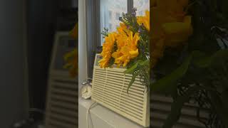 Yellow Tango 🎶 Sunflowers: Viva Ukraine