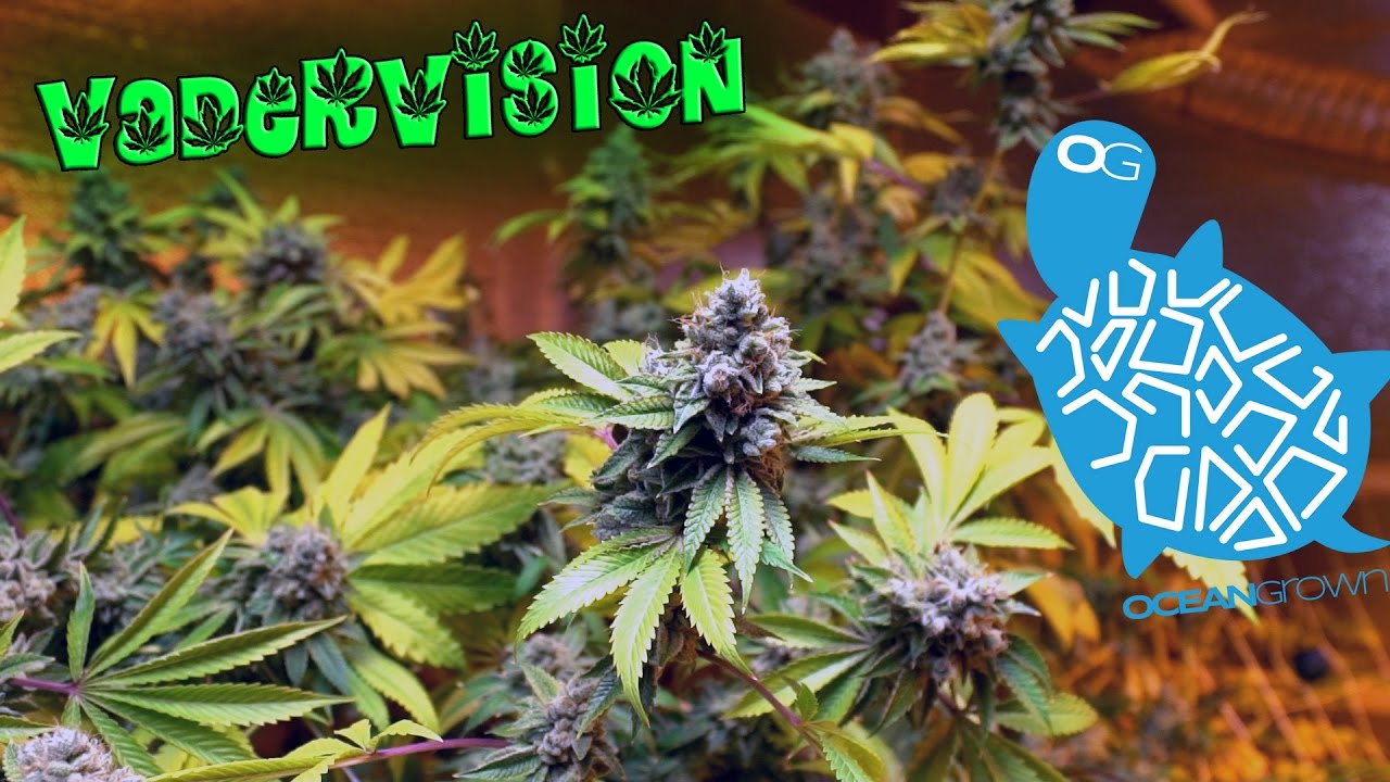 Grow Op: финальное обновление урожая и сада! 🍁