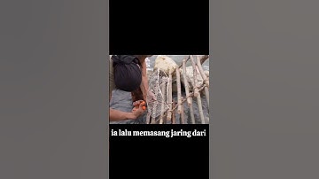 PRIA INI MEMBUAT PERANGKAP IKAN TERUNIK YANG PERNAH ADA! HASILNYA DILUAR DUGAAN!😳 #mancing#fyp #ikan