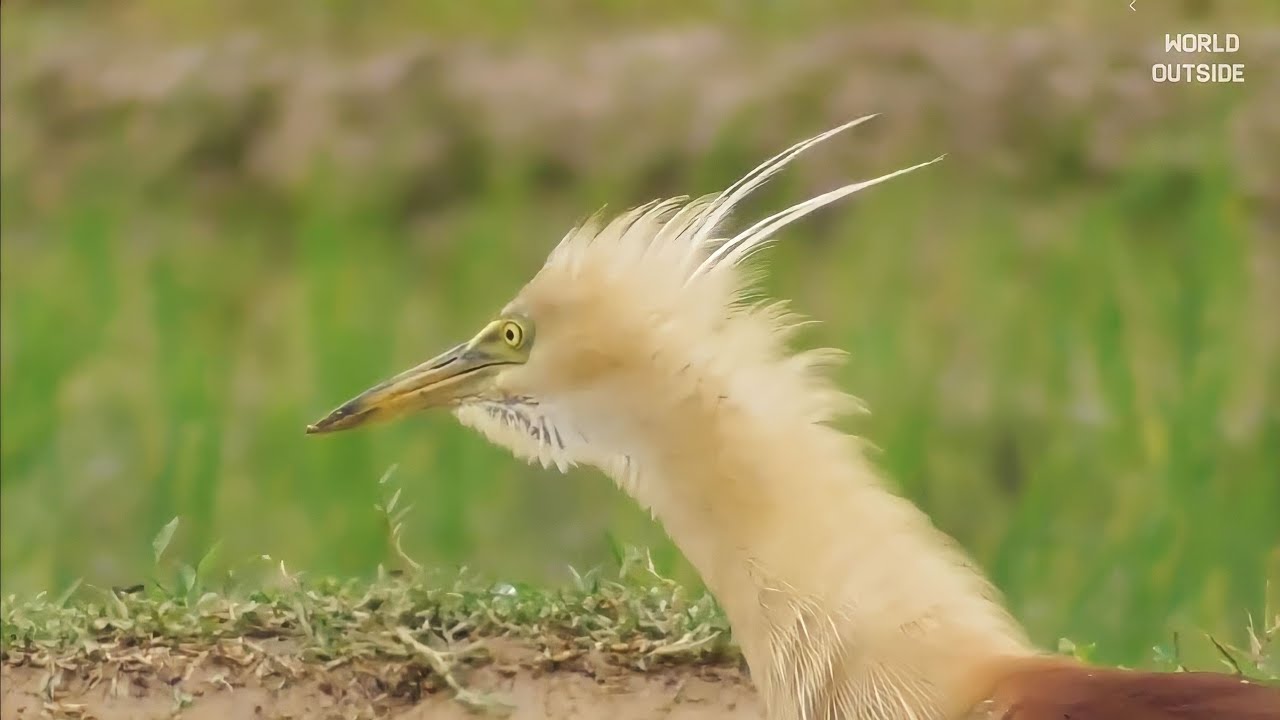 Indian Pond Heron | Birds fishing