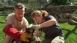 La Boissière-du-Doré près de Nantes : un bébé panthère noire est né au zoo