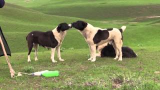 The real working Tajik shepherd dogs