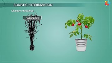 Somatic Hybridization