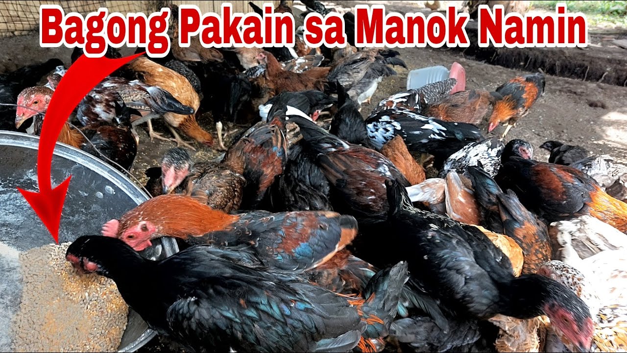 Nagchange kami ng Patuka sa Manok para Matagal Magutom - YouTube