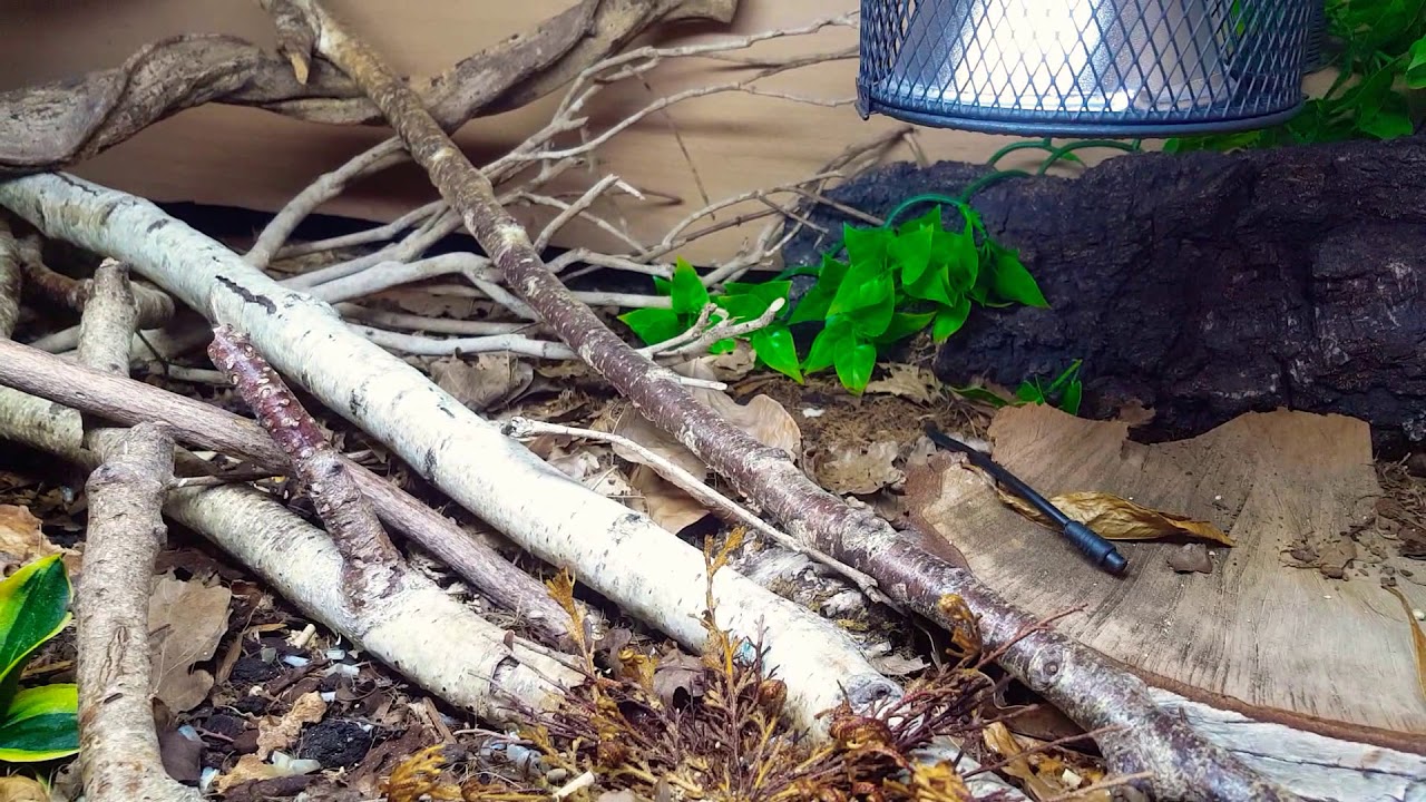 lizard skin grips Corn Snake UVB and humidity