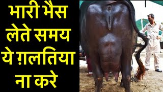 दुधारू भैंस की पहचान कैसे करें Doodharu bhaiens ki jankari how select heavy milker buffalo