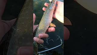 Pike Ul Spinning, Štička Na Woblera Retro Rapala Ul Přívlač, Ření
