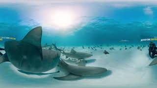 Information 360° Tiger Shark Encounter in the Bahamas   SharkFest(鯊魚) Guide