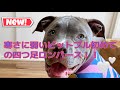 ~生後4ヶ月ピットブル子犬~寒さに弱いから冬服を買って着てみた！!